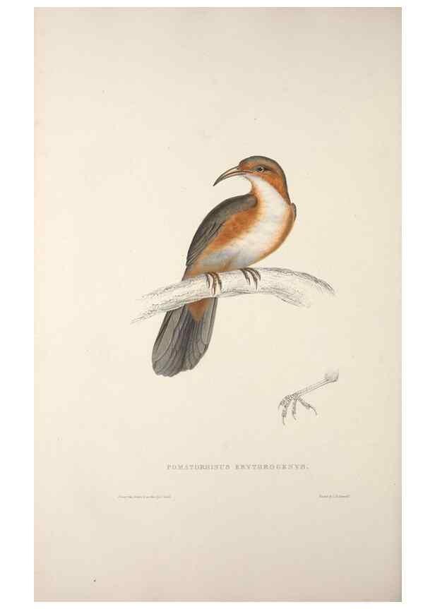 Reproducción/Reproduction 9240047228: A century of birds from the Himalaya Mountains.. London,1831.