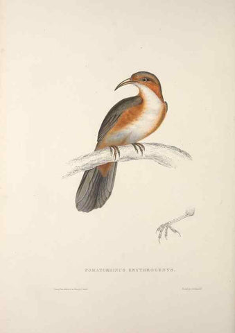 Reproducción/Reproduction 9240047228: A century of birds from the Himalaya Mountains.. London,1831.