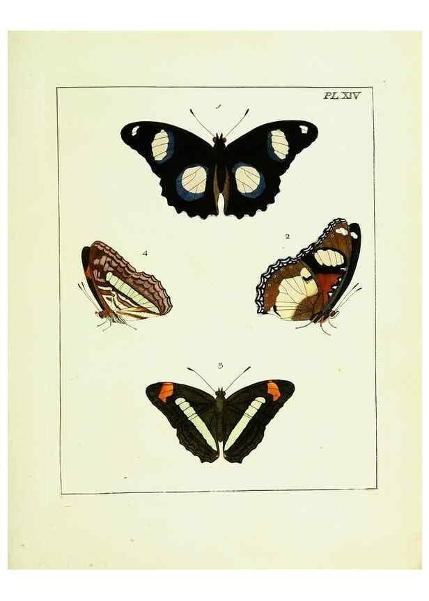 Reproducción/Reproduction 9245669563: Illustrations of natural history.. London,Printed for the author and sold by B. White,1770-82.