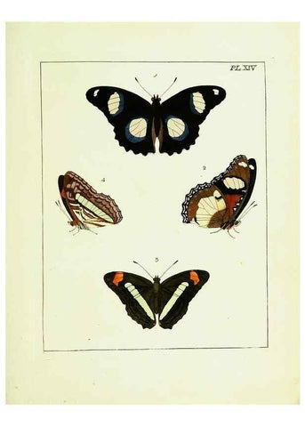 Reproducción/Reproduction 9245669563: Illustrations of natural history.. London,Printed for the author and sold by B. White,1770-82.