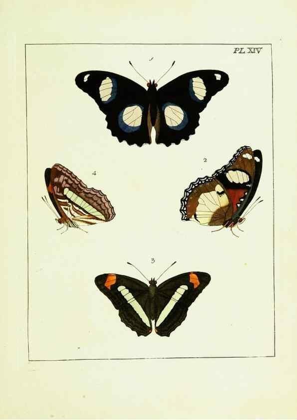 Reproducción/Reproduction 9245669563: Illustrations of natural history.. London,Printed for the author and sold by B. White,1770-82.