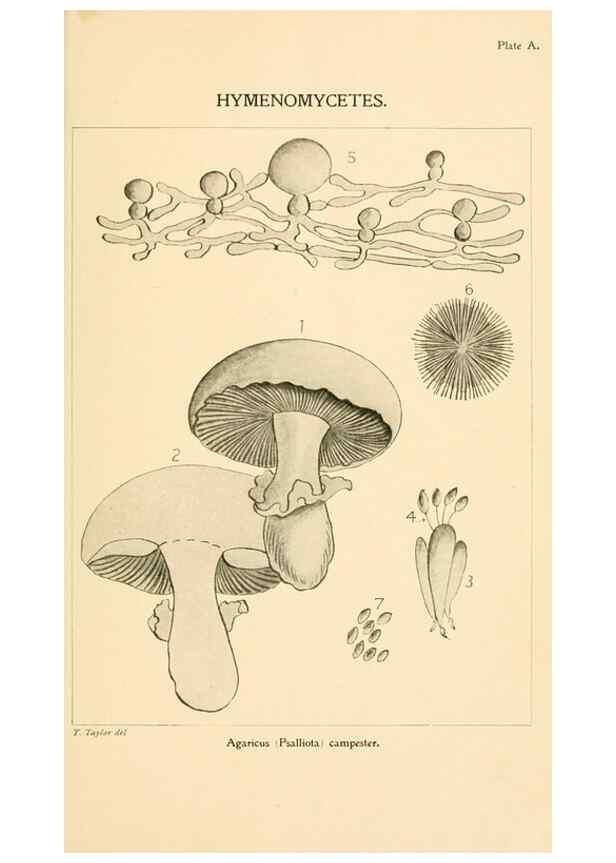 Reproducción/Reproduction 9245540075: Student's hand-book of mushrooms of America edible and poisonous /. Washington, D.C. :A.R. Taylor,1897-1898.