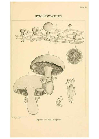 Reproducción/Reproduction 9245540075: Student's hand-book of mushrooms of America edible and poisonous /. Washington, D.C. :A.R. Taylor,1897-1898.