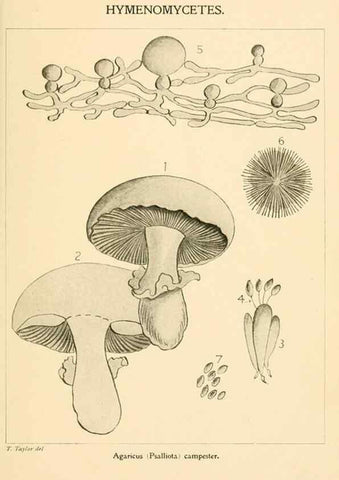 Reproducción/Reproduction 9245540075: Student's hand-book of mushrooms of America edible and poisonous /. Washington, D.C. :A.R. Taylor,1897-1898.