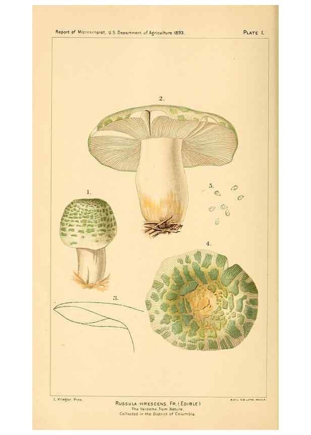 Reproducción/Reproduction 9245542549: Student's hand-book of mushrooms of America edible and poisonous /. Washington, D.C. :A.R. Taylor,1897-1898.