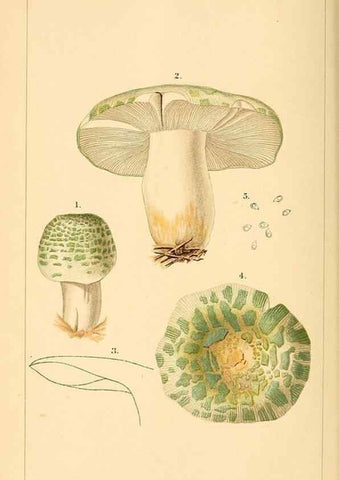 Reproducción/Reproduction 9245542549: Student's hand-book of mushrooms of America edible and poisonous /. Washington, D.C. :A.R. Taylor,1897-1898.