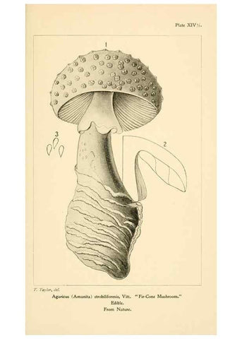 Reproducción/Reproduction 9248365468: Student's hand-book of mushrooms of America edible and poisonous /. Washington, D.C. :A.R. Taylor,1897-1898.