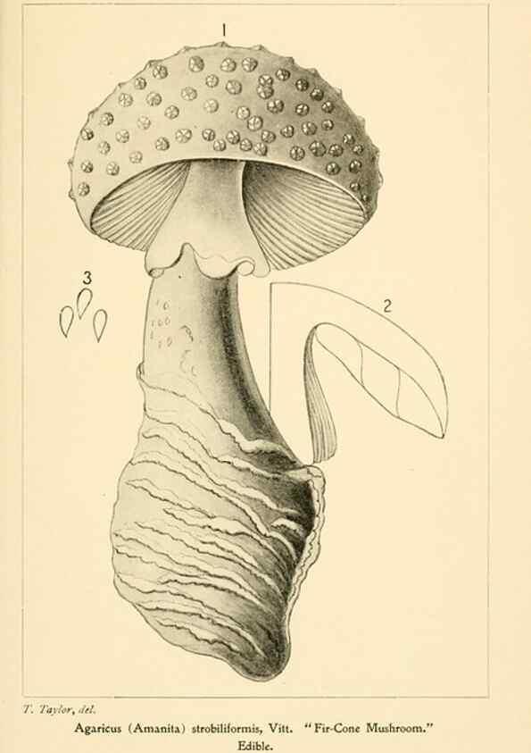 Reproducción/Reproduction 9248365468: Student's hand-book of mushrooms of America edible and poisonous /. Washington, D.C. :A.R. Taylor,1897-1898.
