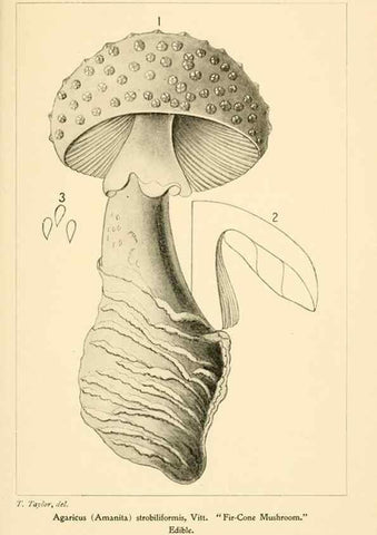 Reproducción/Reproduction 9248365468: Student's hand-book of mushrooms of America edible and poisonous /. Washington, D.C. :A.R. Taylor,1897-1898.