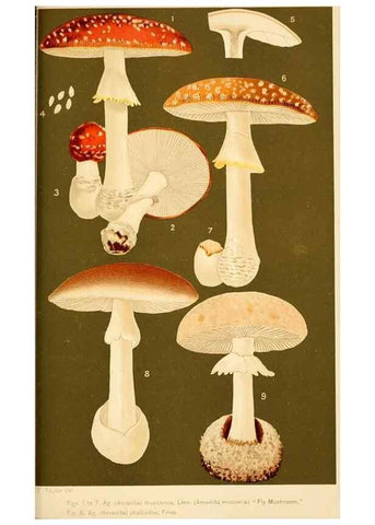 Reproducción/Reproduction 9245585237: Student's hand-book of mushrooms of America edible and poisonous /. Washington, D.C. :A.R. Taylor,1897-1898.