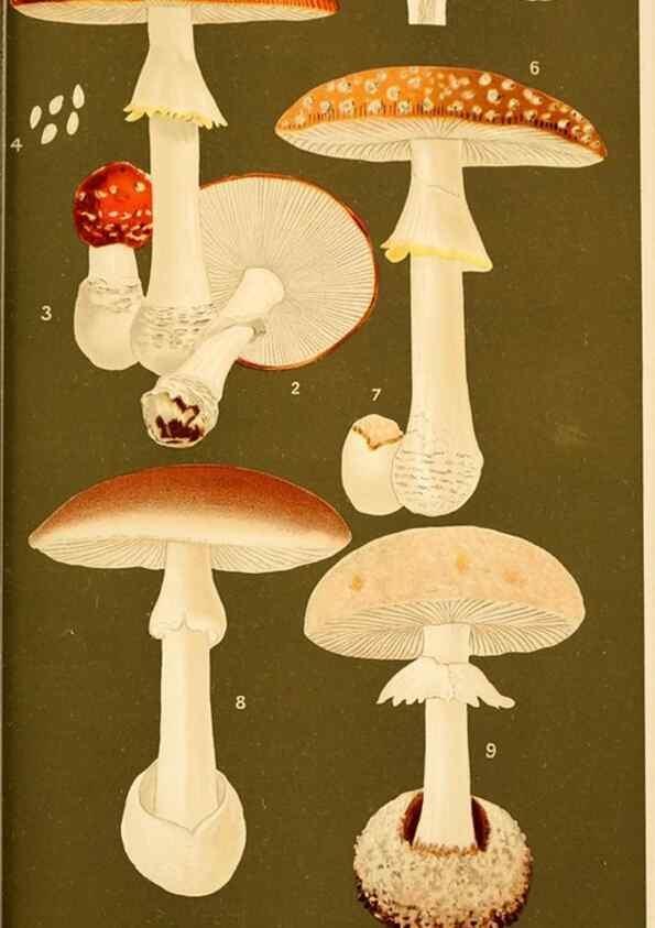 Reproducción/Reproduction 9245585237: Student's hand-book of mushrooms of America edible and poisonous /. Washington, D.C. :A.R. Taylor,1897-1898.