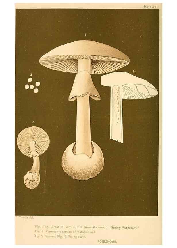 Reproducción/Reproduction 9245586713: Student's hand-book of mushrooms of America edible and poisonous /. Washington, D.C. :A.R. Taylor,1897-1898.