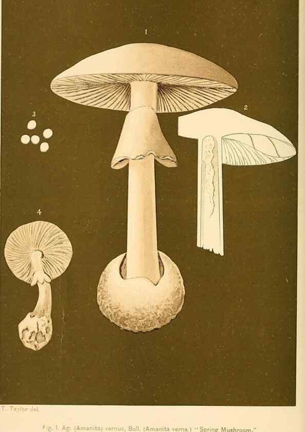 Reproducción/Reproduction 9245586713: Student's hand-book of mushrooms of America edible and poisonous /. Washington, D.C. :A.R. Taylor,1897-1898.