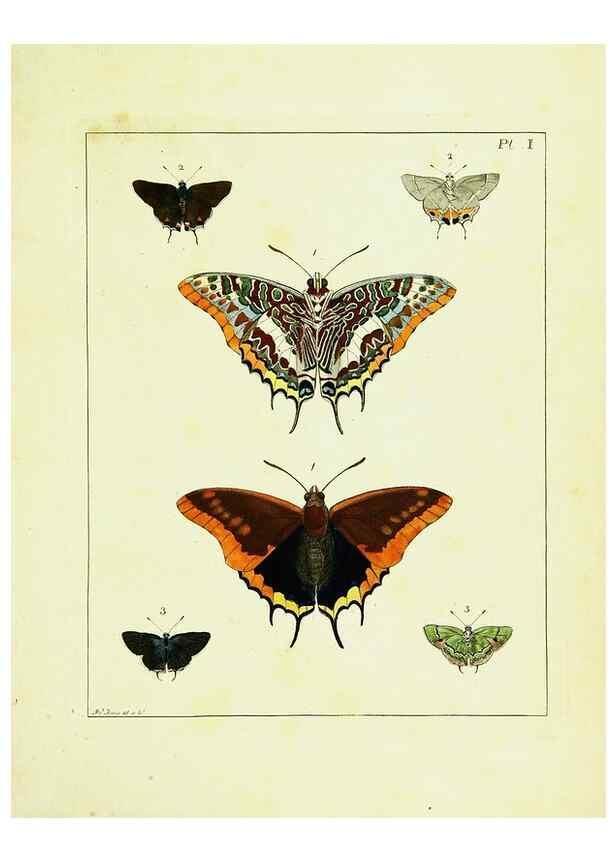 Reproducción/Reproduction 9245658855: Illustrations of natural history.. London,Printed for the author and sold by B. White,1770-82.