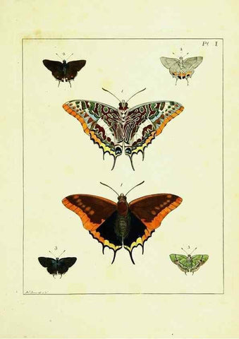 Reproducción/Reproduction 9245658855: Illustrations of natural history.. London,Printed for the author and sold by B. White,1770-82.