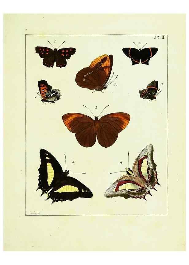 Reproducción/Reproduction 9245659689: Illustrations of natural history.. London,Printed for the author and sold by B. White,1770-82.