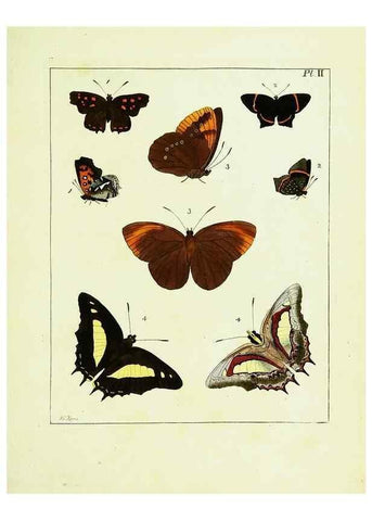 Reproducción/Reproduction 9245659689: Illustrations of natural history.. London,Printed for the author and sold by B. White,1770-82.