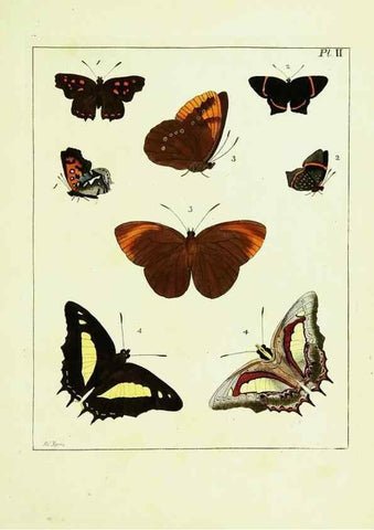 Reproducción/Reproduction 9245659689: Illustrations of natural history.. London,Printed for the author and sold by B. White,1770-82.