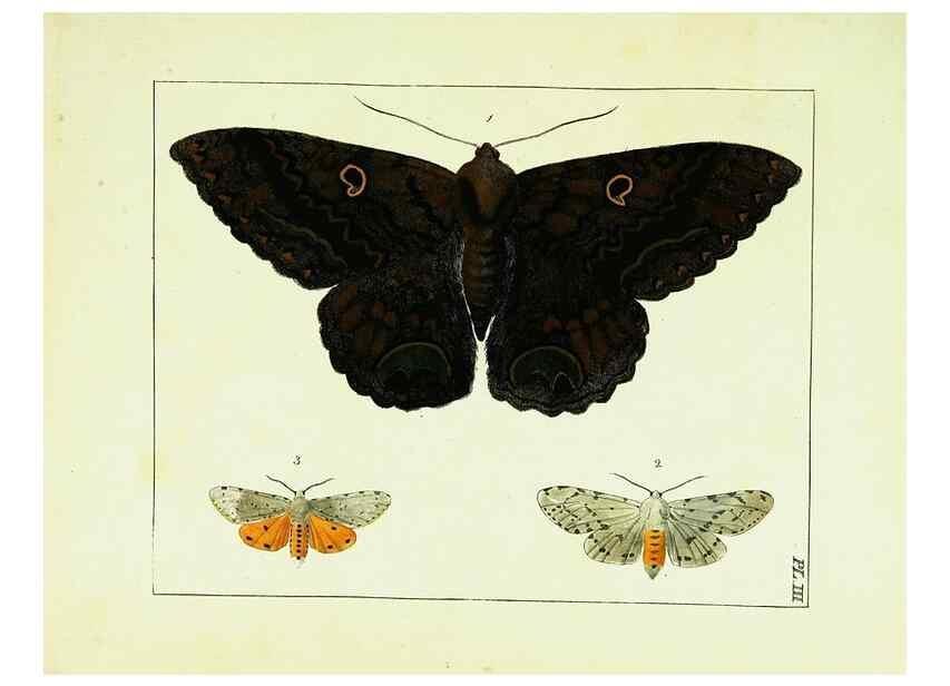 Reproducción/Reproduction 9248441958: Illustrations of natural history.. London,Printed for the author and sold by B. White,1770-82.