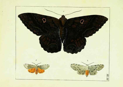 Reproducción/Reproduction 9248441958: Illustrations of natural history.. London,Printed for the author and sold by B. White,1770-82.