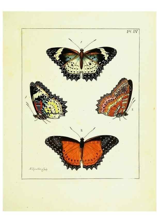 Reproducción/Reproduction 9248442756: Illustrations of natural history.. London,Printed for the author and sold by B. White,1770-82.
