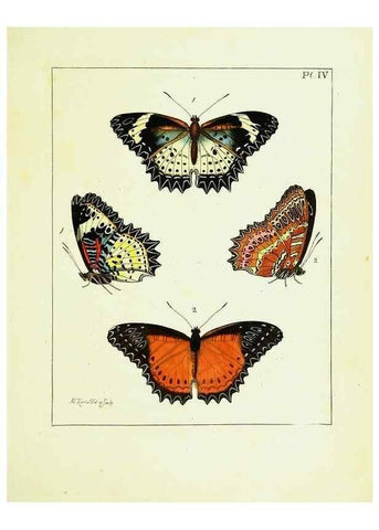 Reproducción/Reproduction 9248442756: Illustrations of natural history.. London,Printed for the author and sold by B. White,1770-82.