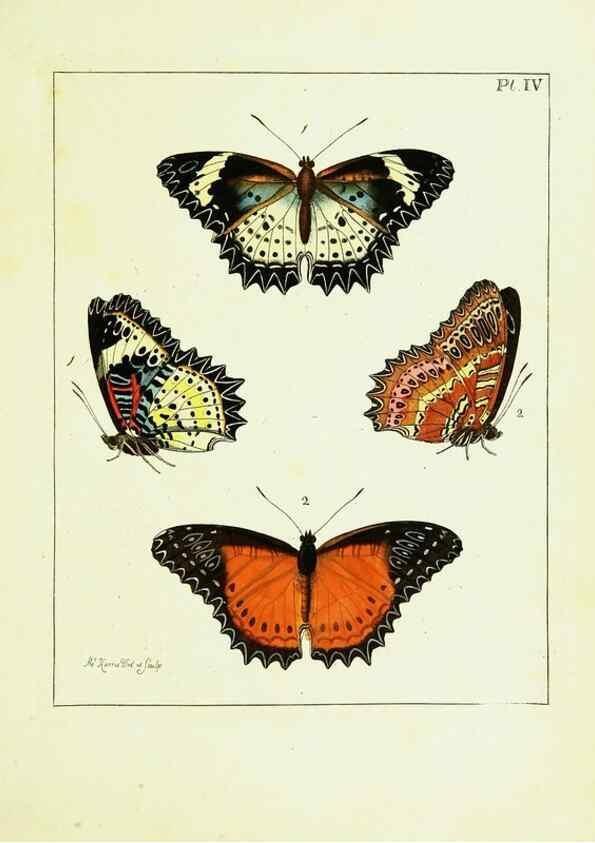 Reproducción/Reproduction 9248442756: Illustrations of natural history.. London,Printed for the author and sold by B. White,1770-82.
