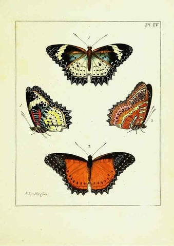 Reproducción/Reproduction 9248442756: Illustrations of natural history.. London,Printed for the author and sold by B. White,1770-82.