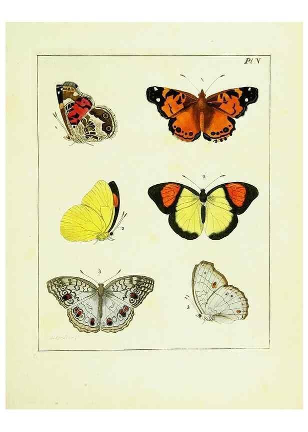 Reproducción/Reproduction 9245662207: Illustrations of natural history.. London,Printed for the author and sold by B. White,1770-82.