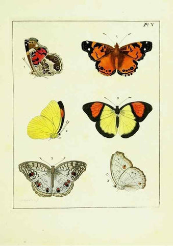 Reproducción/Reproduction 9245662207: Illustrations of natural history.. London,Printed for the author and sold by B. White,1770-82.