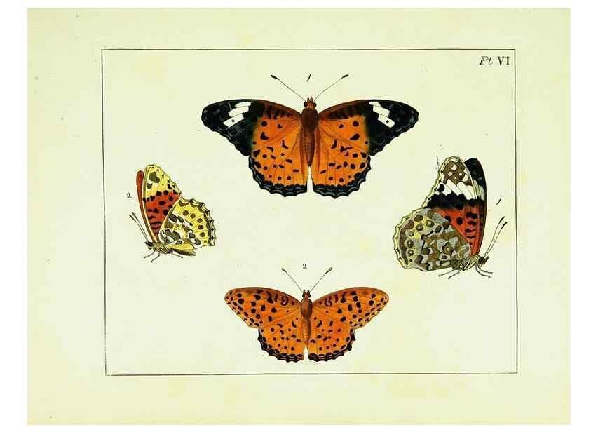 Reproducción/Reproduction 9248444516: Illustrations of natural history.. London,Printed for the author and sold by B. White,1770-82.