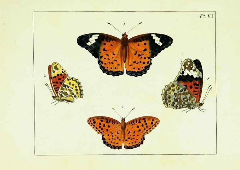 Reproducción/Reproduction 9248444516: Illustrations of natural history.. London,Printed for the author and sold by B. White,1770-82.