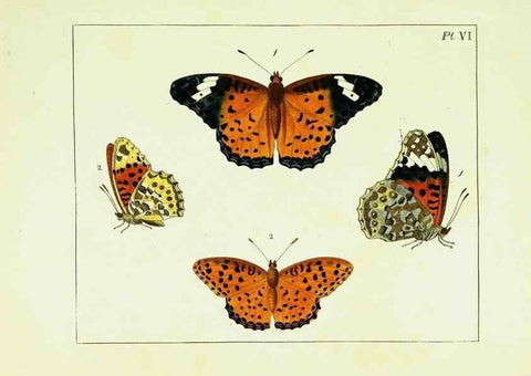Reproducción/Reproduction 9248444516: Illustrations of natural history.. London,Printed for the author and sold by B. White,1770-82.