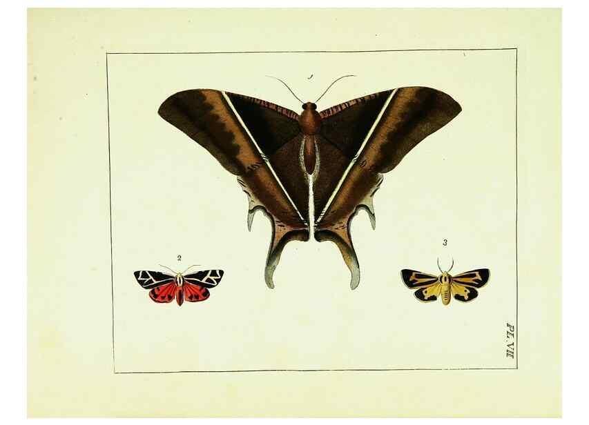 Reproducción/Reproduction 9248445286: Illustrations of natural history.. London,Printed for the author and sold by B. White,1770-82.