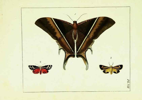 Reproducción/Reproduction 9248445286: Illustrations of natural history.. London,Printed for the author and sold by B. White,1770-82.