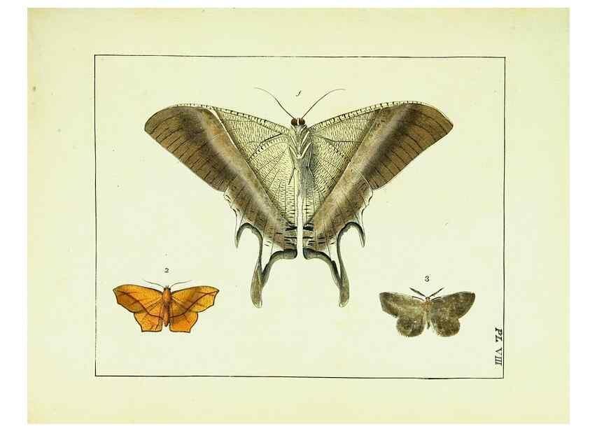 Reproducción/Reproduction 9248446266: Illustrations of natural history.. London,Printed for the author and sold by B. White,1770-82.