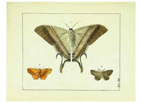 Reproducción/Reproduction 9248446266: Illustrations of natural history.. London,Printed for the author and sold by B. White,1770-82.