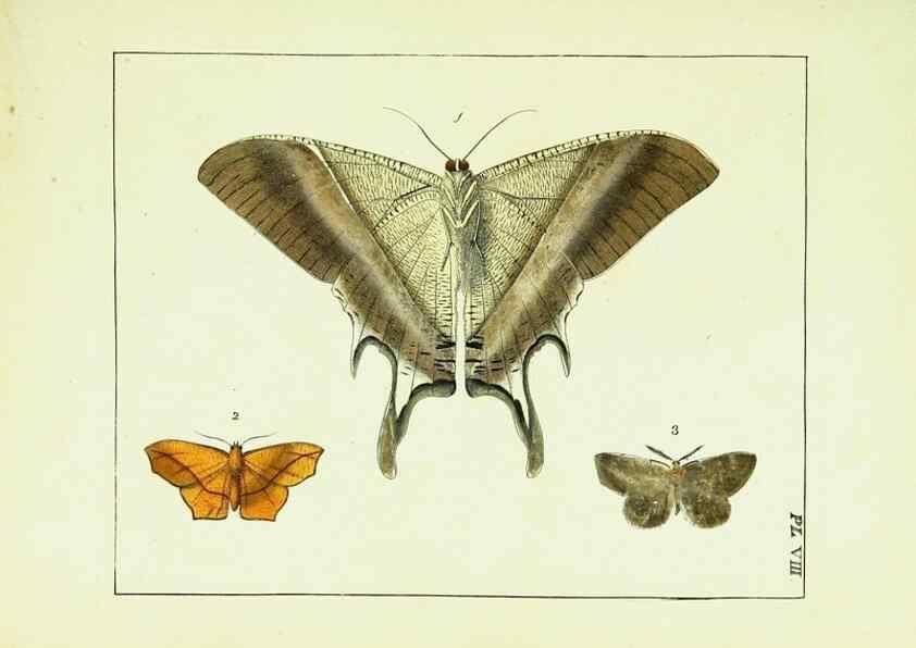 Reproducción/Reproduction 9248446266: Illustrations of natural history.. London,Printed for the author and sold by B. White,1770-82.