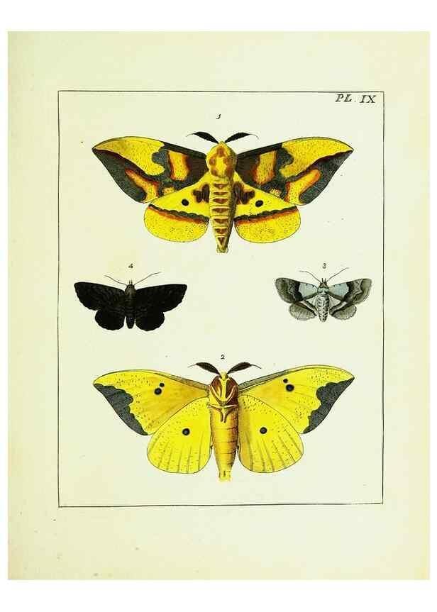 Reproducción/Reproduction 9245665619: Illustrations of natural history.. London,Printed for the author and sold by B. White,1770-82.