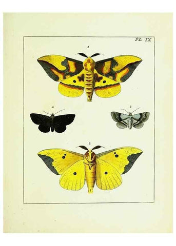 Reproducción/Reproduction 9245665619: Illustrations of natural history.. London,Printed for the author and sold by B. White,1770-82.