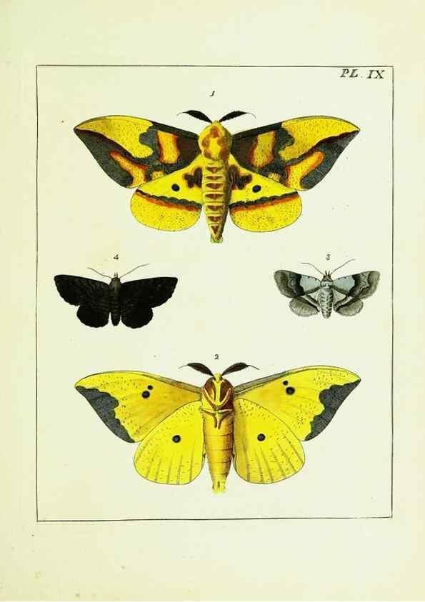 Reproducción/Reproduction 9245665619: Illustrations of natural history.. London,Printed for the author and sold by B. White,1770-82.