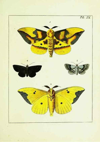 Reproducción/Reproduction 9245665619: Illustrations of natural history.. London,Printed for the author and sold by B. White,1770-82.