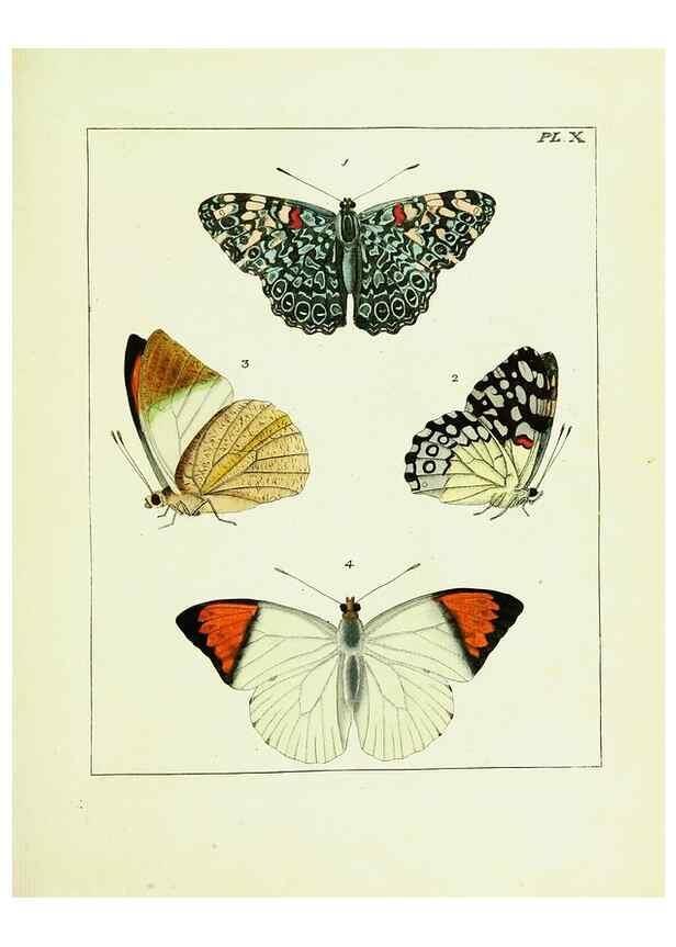 Reproducción/Reproduction 9245666389: Illustrations of natural history.. London,Printed for the author and sold by B. White,1770-82.