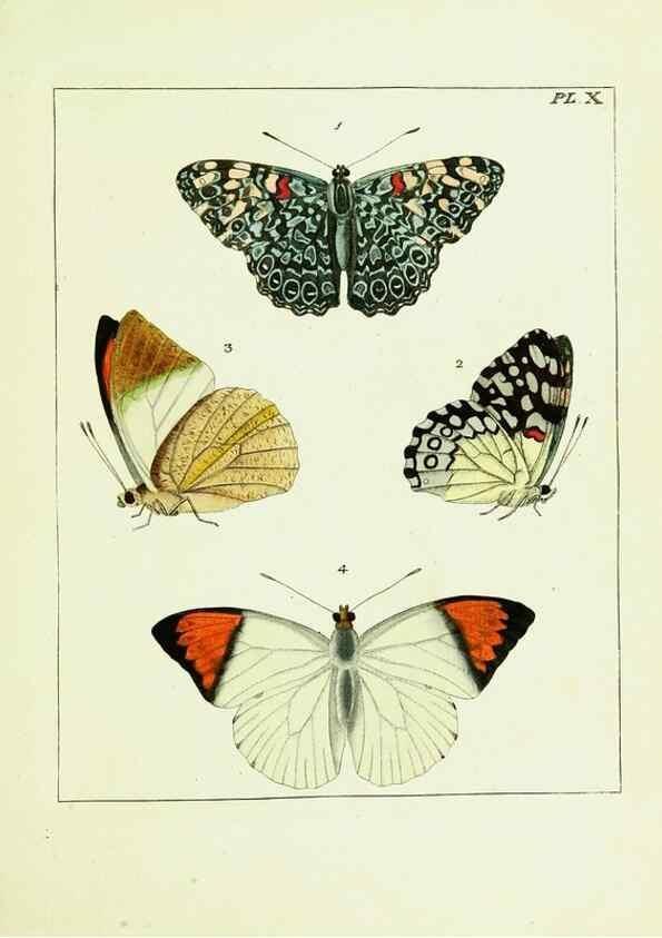Reproducción/Reproduction 9245666389: Illustrations of natural history.. London,Printed for the author and sold by B. White,1770-82.