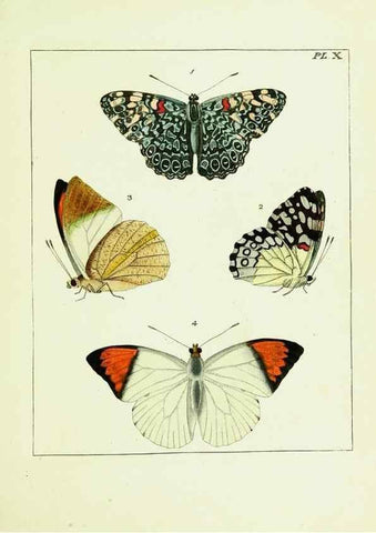 Reproducción/Reproduction 9245666389: Illustrations of natural history.. London,Printed for the author and sold by B. White,1770-82.