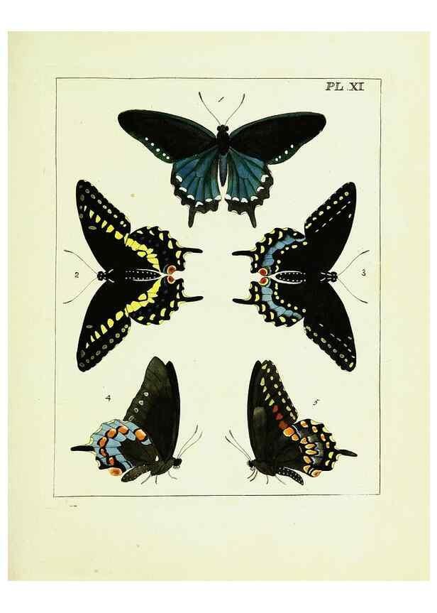 Reproducción/Reproduction 9245667189: Illustrations of natural history.. London,Printed for the author and sold by B. White,1770-82.