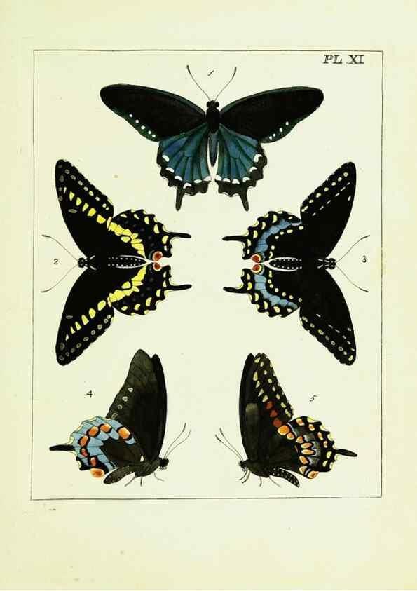 Reproducción/Reproduction 9245667189: Illustrations of natural history.. London,Printed for the author and sold by B. White,1770-82.