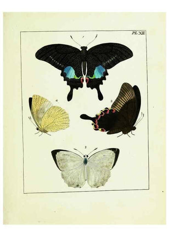 Reproducción/Reproduction 9245667985: Illustrations of natural history.. London,Printed for the author and sold by B. White,1770-82.