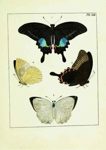 Reproducción/Reproduction 9245667985: Illustrations of natural history.. London,Printed for the author and sold by B. White,1770-82.