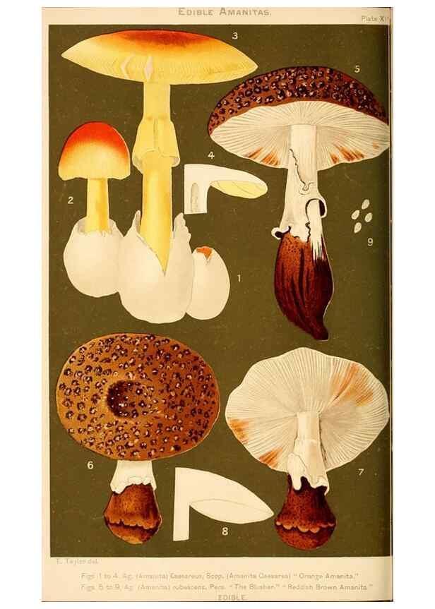 Reproducción/Reproduction 9248364408: Student's hand-book of mushrooms of America edible and poisonous /. Washington, D.C. :A.R. Taylor,1897-1898.